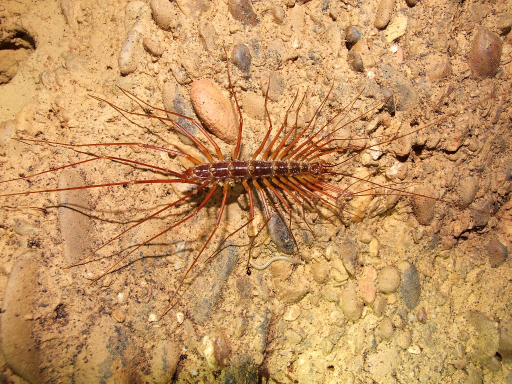 Mulu 2010 Attendees/Gary Smith/00396-2316 Soutigeromorph centipede with ...