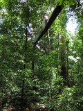 Canopy-walk-(6)